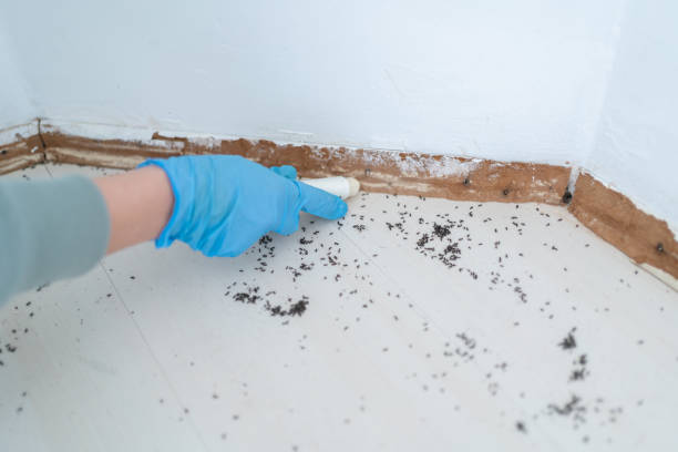 Best Mosquito Control Services  in Matamoras, OH